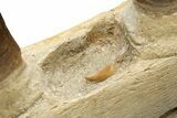 Partial Mosasaur Jaw with Seven Teeth - Morocco #225330-5